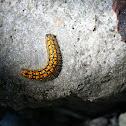 Western Tent Caterpillar