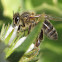 Western Honey Bee