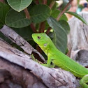 Iguana