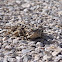 Texas Horned Lizard