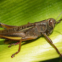 Saltamontes o langosta