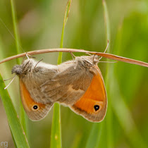 Pannonian wildelife 
