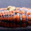 Giant mealybug
