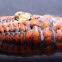 Giant mealybug