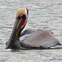 Brown Pelican
