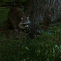 Raccoon