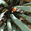 Seven Spotted Ladybug