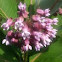 Common Milkweed