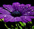 User profile picture thumbnail