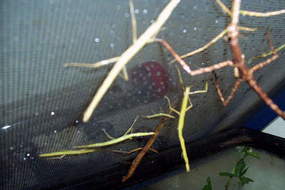 Spotting Image 1