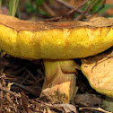 Fungi