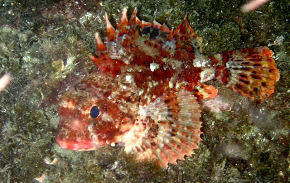 Spotting Image 1