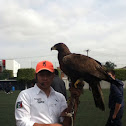 Golden Eagle