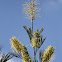 Grevillea