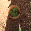 pole beans