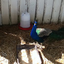 Indian Peafowl