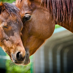 Momma Horse embraces her Colt by Joe Boyle - Animals Other Mammals ( farm, equine, shelter, colt, mamma, horse, rescue )