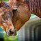 201204009-1600-horse-mom-colt-noWM.jpg