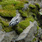 Warbler, Black-and-white