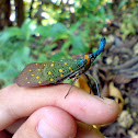 Lantern Bug
