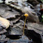 Super tiny