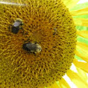 Bees