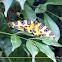 Leopard Moth