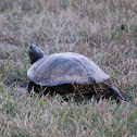 Red-eared slider (female)