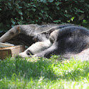 Giant anteater