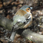 Chaffinch