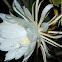 Nightblooming cereus