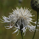 Greater Knapweed, Skabiosen-Flockenblume