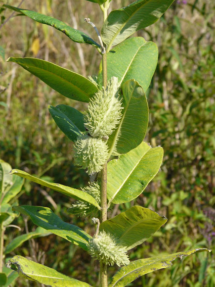 Spotting Image 1