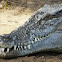 Crocodile