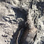 Double-crested Cormorant
