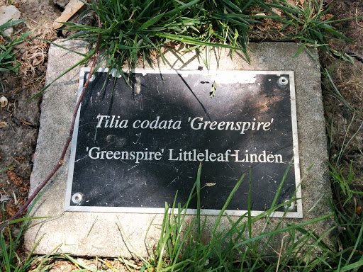 Tilia Codata Greenspire 