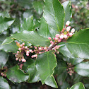 Holly