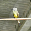 Suiriri-cavaleiro