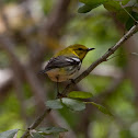 Black-throated Green Warbler