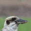 Kookaburra