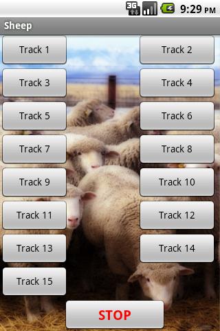 Sheep - Farm Sound Effects