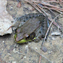 Bronze Frog