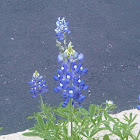 Bluebonnet