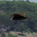 Turkey Vulture
