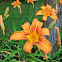 Tiger Lilly