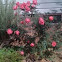 Knockout rose