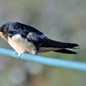 Barn Swallow