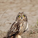 Short eared owl