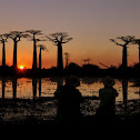 Grandidier's baobab