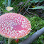 Fly Agaric